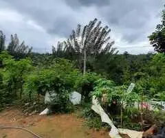 🌳Land for Sale in Kandy! A Golden Investment Opportunity! 💰