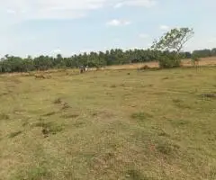 Land for sale in Anuradapura