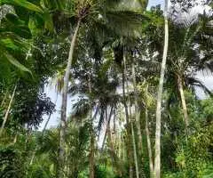 Coconut land for sale in Mirigama facing Paddy feild