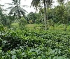 *🔑Your Slice of Paradise: Peaceful Living and Profitable Cultivation in Galle*