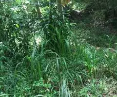 For Sale – Prime 69 Perch Elevated  Land in Kandy.