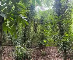 ​🏞️ Ideal Investment in a Dream Setting! Fertile Land for Sale in Matale. 🌱💰